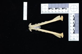 Media type: image;   Mammalogy BANGS-4299 Description: Image of skeleton specimen - ventral view. ventral view of mandible.;